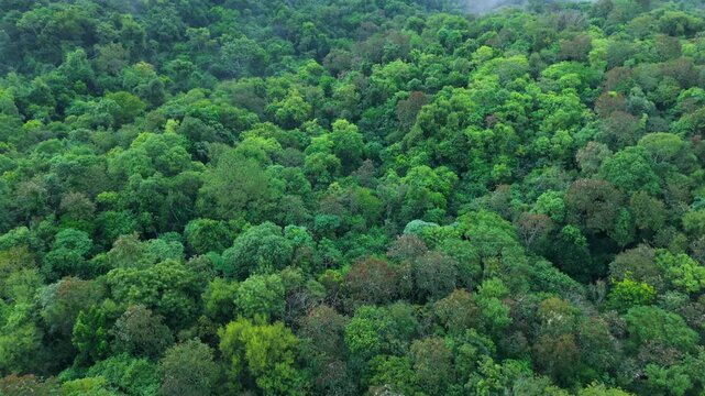 Selva Paranaense subtropical rainforest forms a dense green canopy in Misiones Province, Argentina, representing the Atlantic Forest biome, drone forward flyover.