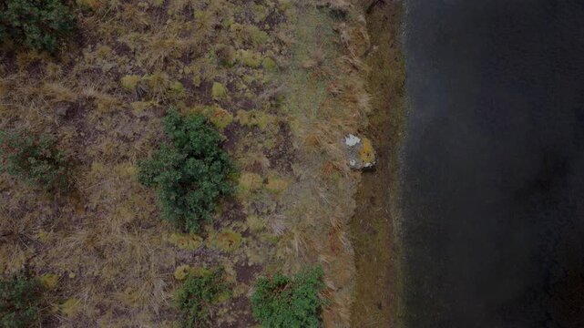 Birds-eye overhead drone shot of dark mountain lake water meeting grassy shoreline and native shrubs in Peru. High-altitude Andean natural texture, serene wilderness travel b-roll.