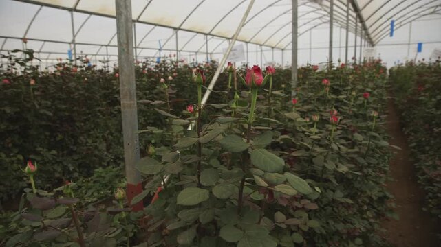 Rows of red rose plants with buds growing inside a large polythene greenhouse on a commercial flower farm in Kenya, ready for harvest.
