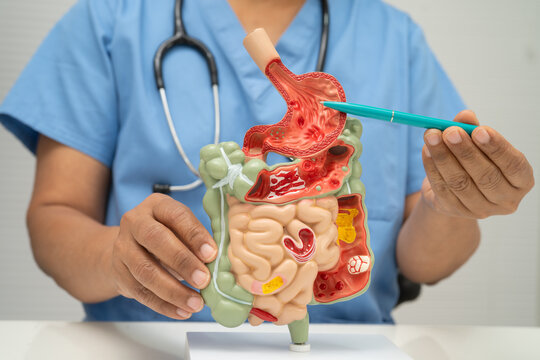 Digestive system with stomach and intestine, Asian doctor holding human anatomy model for study diagnosis and treatment in hospital.
