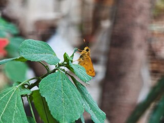 Small Orange Skipper Butterfly Perched on Fresh Green Leaves with Brick Wall Background, Macro Shot of Yellow Skipper Butterfly Resting on Green Plant Against Weathered Brick Wall © Kucing
