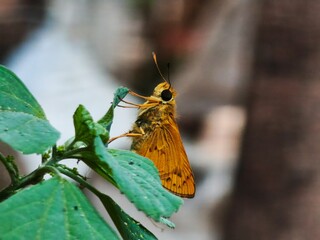 Small Orange Skipper Butterfly Perched on Fresh Green Leaves with Brick Wall Background, Macro Shot of Yellow Skipper Butterfly Resting on Green Plant Against Weathered Brick Wall © Kucing