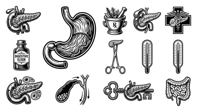 Medical Digestive System Organs, Instruments, and Elixir in Vintage Engraving Black  White Line Art Set