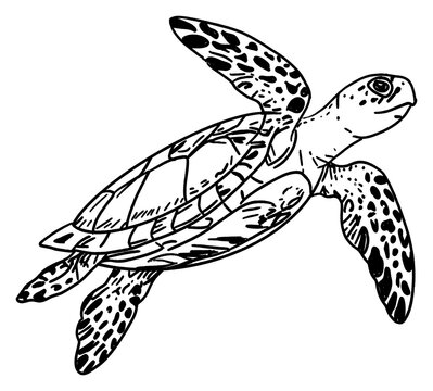 turtle vector illustration