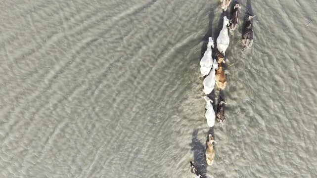 Top-down drone view shows cattle and a rural herder moving through floodwater at Nandiar Bil in Kushtia, Bangladesh during the seasonal monsoon flooding period.