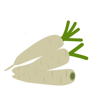 Radish vegetable design, white radish vector with green leaves, illustration of a raw radish