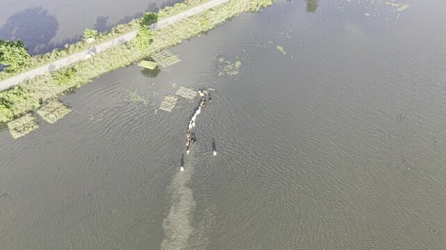 Aerial view of cattle and a rural herder moving through the flooded Nandiar Bil wetland in Kushtia, Bangladesh during the monsoon season.