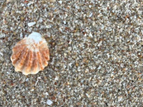 seashell on the beach