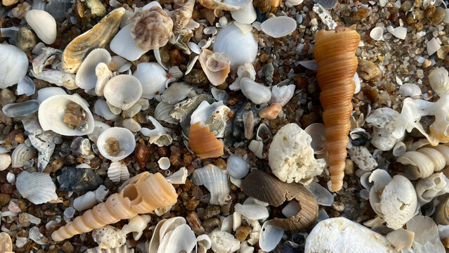 sea shells background