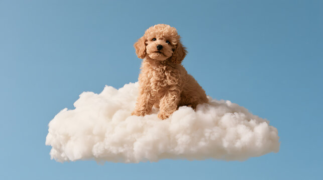 Fluffy apricot toy poodle puppy sitting atop a soft white cloud against a clear blue sky. Dreamy, whimsical pet photography for commercial stock use