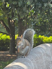 squirrel  © Tippayarat