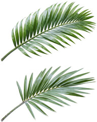 Two palm fronds with elongated leaflets are displayed against a plain white background showcasing tropical botanical elements frond foliage leaves © Design Shop