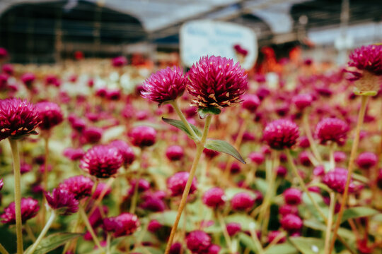 A vibrant field of deep pink clover flowers in full bloom at Cameron Highlands, Malaysia, under a greenhouse structure.
