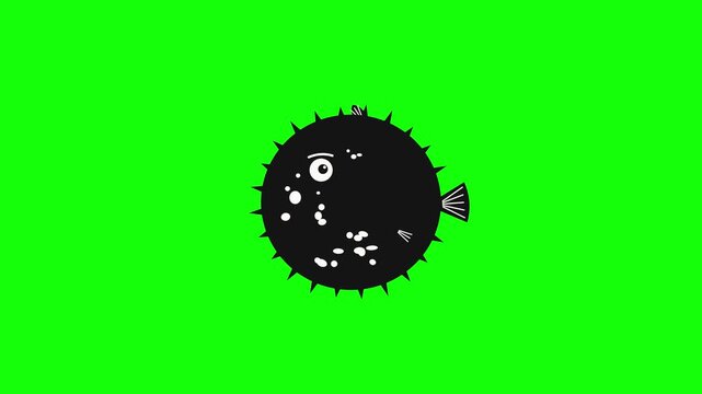 Black pufferfish with worried face inflating into a spiky ball and deflating, fear and stress reaction concept, animation