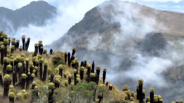 Nevado del Ruiz Andean Paramo with Frailejones and Mountain Clouds in Colombia. Establishing Shot. Aerial View.