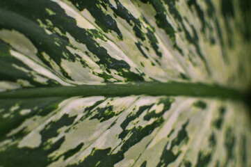 Close up of variegated green and white leaves pattern © shalahuddin
