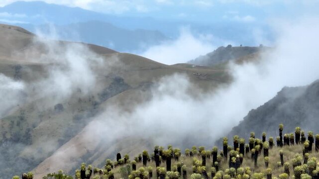Frailejones Growing in a High Altitude Andean Paramo Ecosystem with Misty Mountains. Establishing Shot. Aerial View.