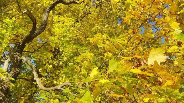 Smooth cinematic camera rotation circles a golden autumn tree. A circular orbit shot captures vibrant foliage in Catherine Park, Pushkin, Saint Petersburg, evoking deep peace and wonder.