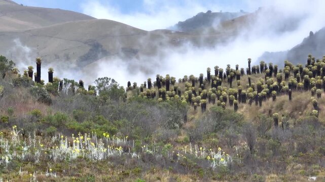 Frailejones Growing in a High Altitude Andean Paramo Ecosystem with Misty Mountains. Establishing Shot. Aerial View.