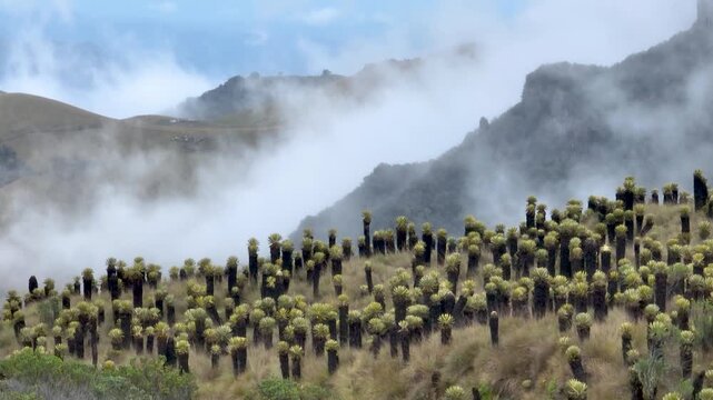 Nevado del Ruiz Andean Paramo with Frailejones and Mountain Clouds in Colombia. Establishing Shot. Aerial View.