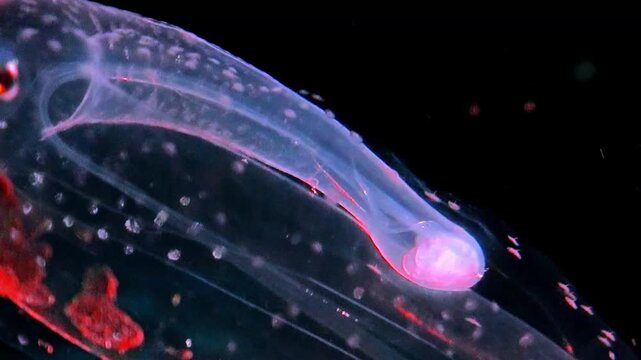 Deep Sea Exploration Inside a Mysterious Underwater Cave