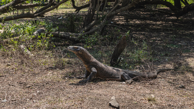 The wild Komodo dragon is lurking in the jungle. A giant monitor lizard varanus komodoensis, side view, head raised. Muscular clawed legs, long tail, scaly skin. Indonesia. Komodo National Park.