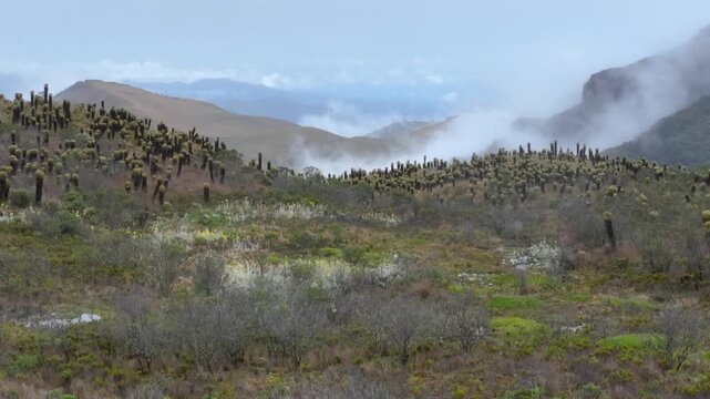 Nevado del Ruiz Andean Paramo with Frailejones and Mountain Clouds in Colombia. Establishing Shot. Aerial View.