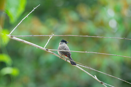 Close up of a sooty-headed bulbul perched on a tree branch.
A high-quality wildlife photograph capturing a sooty-headed bulbul (Pycnonotus aurigaster) perched gracefully on a slender wooden branch. 
