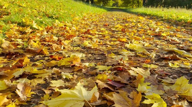 POV walkthrough of an empty autumn path covered in leaves shot on stabilizer in Catherine Park, Pushkin, Saint Petersburg. Smooth forward camera motion evokes peaceful feelings, no people.
