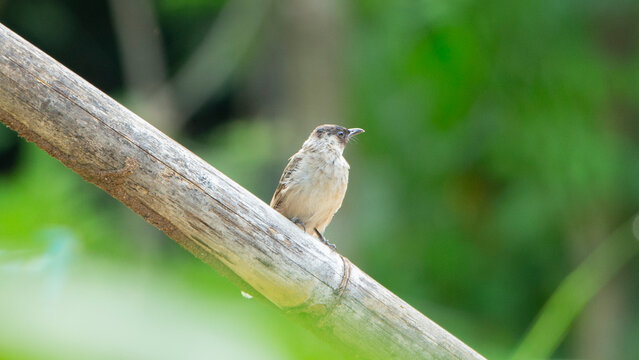 Close up of a sooty-headed bulbul perched on a tree branch.
A high-quality wildlife photograph capturing a sooty-headed bulbul (Pycnonotus aurigaster) perched gracefully on a slender wooden branch. 