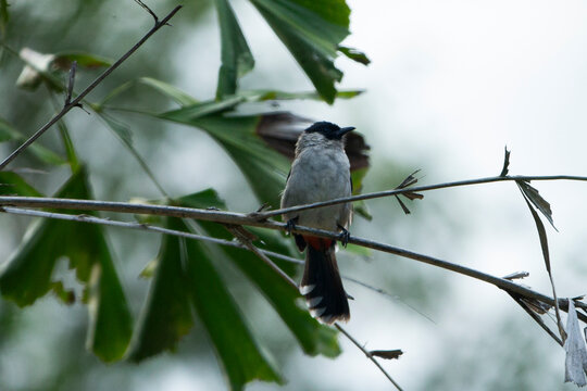 Close up of a sooty-headed bulbul perched on a tree branch.
A high-quality wildlife photograph capturing a sooty-headed bulbul (Pycnonotus aurigaster) perched gracefully on a slender wooden branch. 