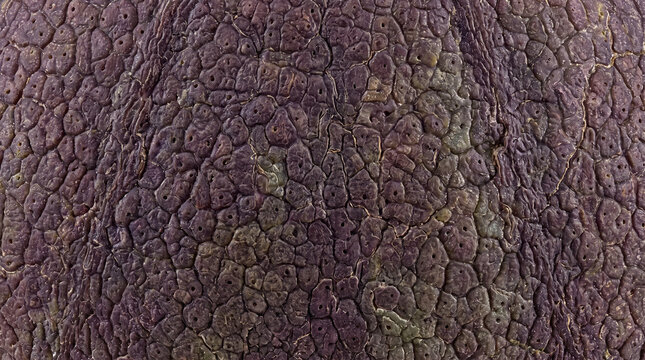 Close up macro view of dark purple eggplant skin texture showing natural organic bumpy surface pattern
