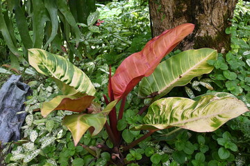  Philodendron Prince of Orange with green and red leaves © Sunny