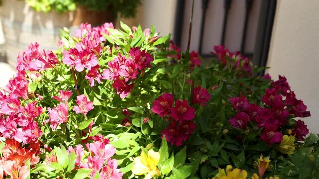 Blooming Pink and Purple Alstroemeria Flowers in Sunny Garden