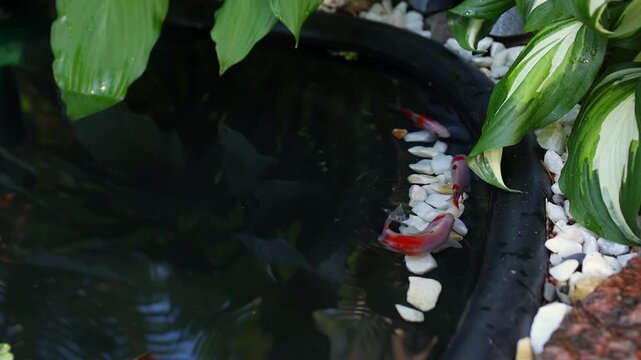 Serene water garden with colorful koi and crucian carps, dark pond surface, fresh hosta leaves and decorative stones. Peaceful outdoor background for relaxation and harmony.