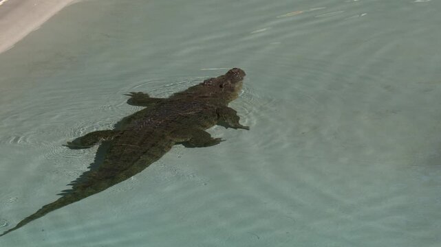 Saltwater Crocodile Swimming in Clear Water Pool Overhead View