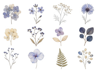 Naklejka premium PNG Delicate dried flowers and botanical watercolor clipart set