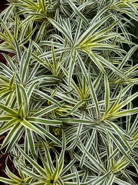 A cluster of variegated spider plants (Chlorophytum comosum) or similar variegated accent grasses thriving outdoors, with multiple distinct, starburst-like rosettes of long sword-shaped leaves.