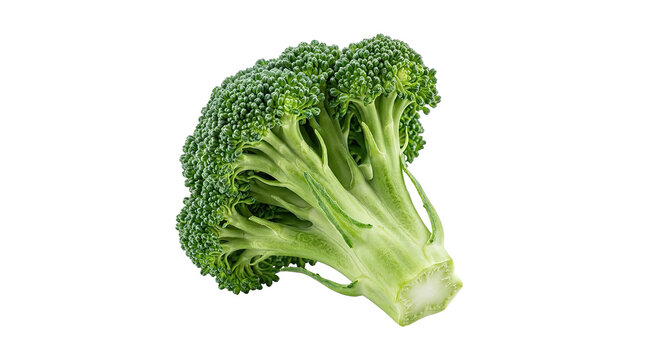 Fresh green broccoli floret isolated on white background