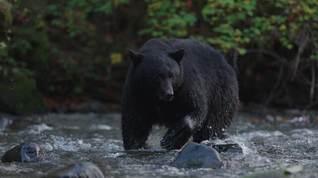 A black bear looking for salmon along the coast of Vancouver Island, Canada. Walking along the shoreline river and rocks.