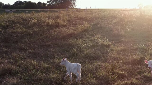 Two young calves walk side by side through golden pasture grass on a Yanceyville, North Carolina farm, low evening sun flaring behind them. Aerial view