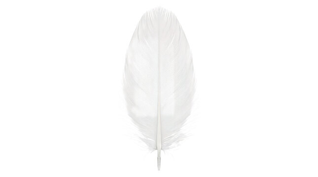 Close-up of a single white feather on black background