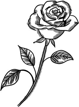 black and white rose