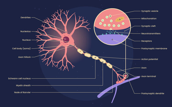  Myelinated neuron and synapse close-up flat vector illustration on dark background