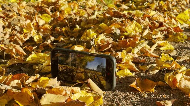 A smartphone rests among fallen autumn leaves. Slow motion captures this serene scene in Catherine Park, Pushkin, Saint Petersburg, evoking quiet wonder and deep peace.