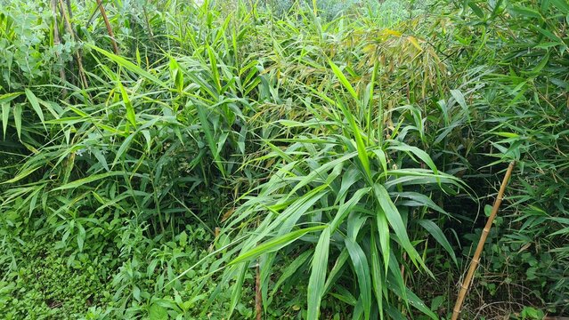 green grass in the garden, ginger in the garden
