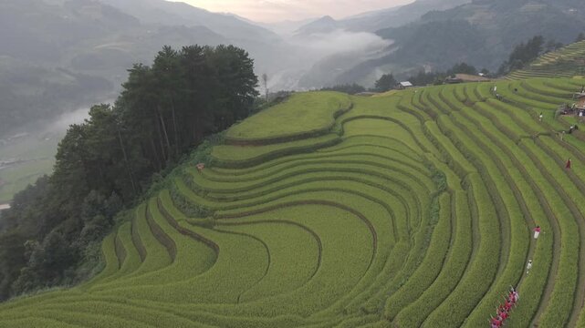 
Mu Cang Chai terraced fields