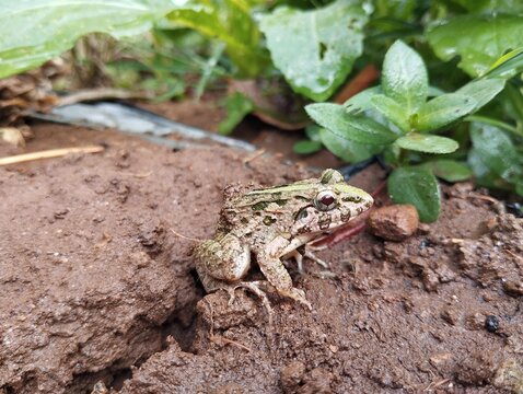 Small Rice-field Frog (Fejervarya limnocharis) on Wet Mud