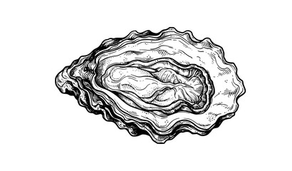 Hand drawn open oyster with textured ruffled shell and detailed meat, engraving style seafood vector illustration isolated on white background © MdShagarAli