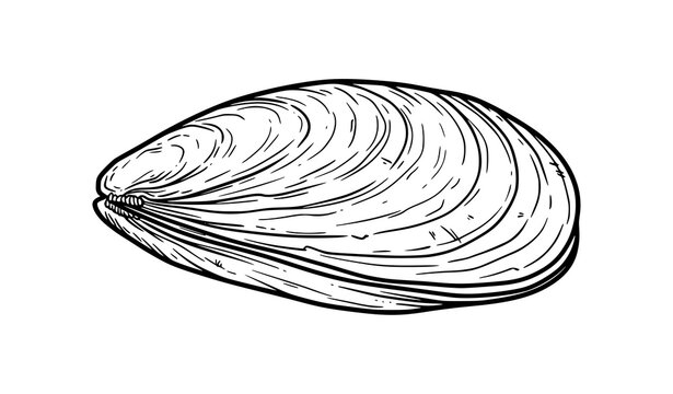Closed mussel shell line art vector illustration with curved growth rings and bold black outline, seafood icon isolated on white background